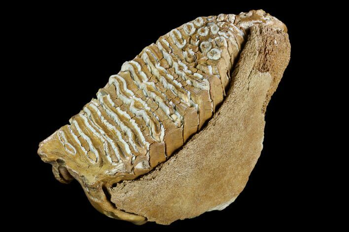 Fossil Woolly Mammoth Lower M Molar - Siberia #123650